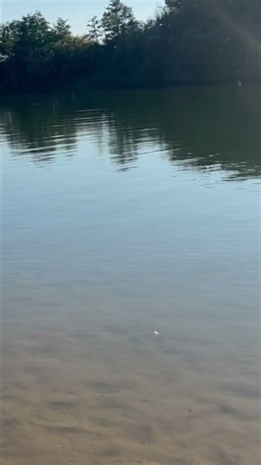 🎡 Swing Therapy by the Lake: Escape the Noise & Find Your Inner Peace 🌊✨ | The Tree Sanctuary