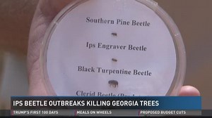 Georgia drought conditions causing Ips beetle outbreaks