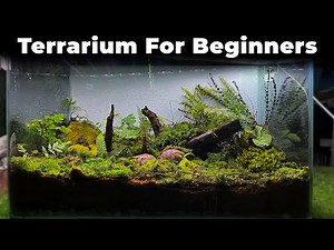 How To Make a Terrarium Beginner tank | 🌿 Create Your Own Terrarium! 🌿