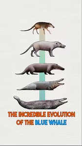 13K views · 226 reactions | The Incredible Evolution of the Blue Whale #BlueWhaleEvolution #Indohyus#AncientWhales #FromLandToSea#MarineLifeHistory #EvolutionaryJourney #FossilDiscovery #Nature'sWonders #BackToTheSea #GiantOfTheOcean #ancienthistory #ancientaliens #history | Conspiracy World | Facebook
