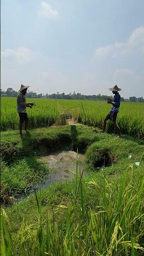 Unbelievable Mud Work – Pure Hard Work! #usa #uk