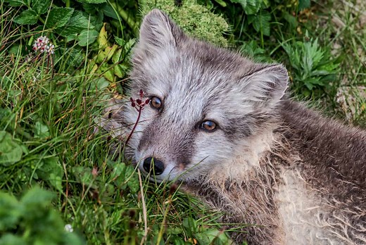 Foxes in Alaska: Types and Where They Live