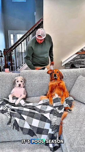 Funny Golden Retriever Moments That Will Make You Laugh