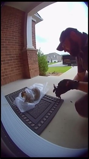 Crazy squirrel tries getting into package and attacks UPS driver!! #squirrel#funny#ringcamerafootage