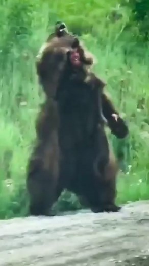 Bear Suit Prank Gone Wrong! Hilarious April Fools' Scare!