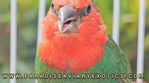 2.1K views · 38 reactions | Red throat parrot finches / males split seagreen x seagreen female pairs | Paradise Aviary | Facebook