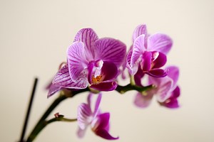 Wondering how to make an orchid grow a new spike? Here are 4 essential tips