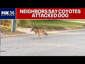 Orlando neighborhood on alert after coyotes attack dog