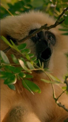 Meet the lar gibbon, the fastest primate on Earth 🐒 #HostilePlanet #StepIntoWonder