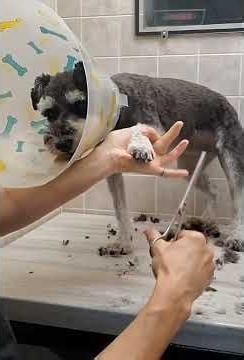 Aggressive with paws, clip from full video, Schnauzer