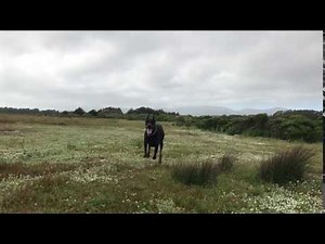 Doberman running in slow motion