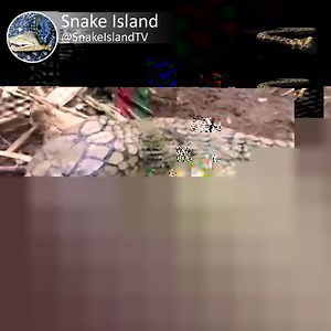 4.1M views · 1.9K shares | King cobra vs King cobra: Fight to the Death #wildlife #wildanimal #snake | Snake Island | Facebook