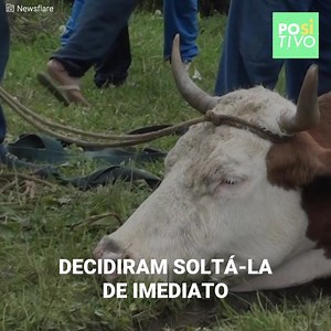 Uma distraída vaca caiu em uma profunda fossa enquanto pastava. Todos correram em seu socorro para tentar levantar quase 800 quilos de peso...mas jamais imaginaram que ela escondia um segredo em sua barriga. | Positivo