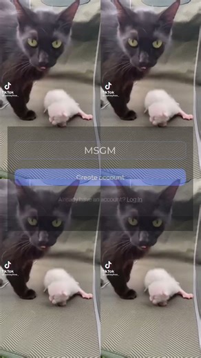 Cat Memes That Make You Cry Laughing 😂 353s