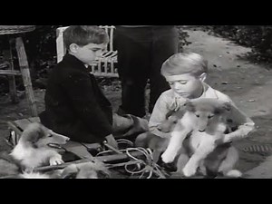 Lassie | The Puppy Story | Full Episodes | Kids Cartoon | Videos For Kids | Old Cartoon