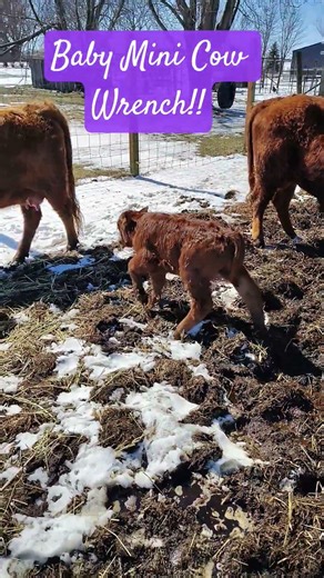 Baby Mini Cow Wrench wants to say hi!!