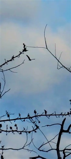 I love to watch bald eagle in flight and gliding #minnesota