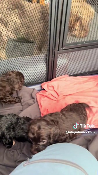 Cockerpoos looking 😎😎😎#cookerpoo #toypoodle #puplife #fyp