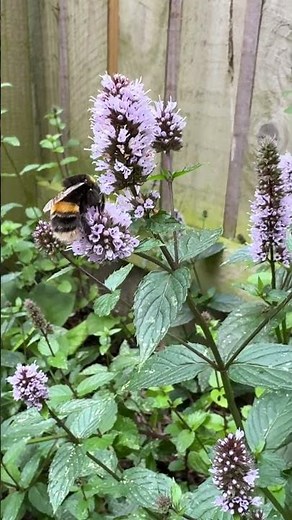Do you know which species of bumblebee is this?