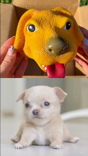 Surprise WILD ZOO ANIMALS in the Box!!