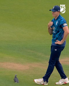 7.1M views · 114K reactions | Fans feared the worst for an unlucky pigeon, after it was struck by the cricket ball... 襁 But in a recovery that would impress even Lazarus, our feathered friend was quickly back in the sky  | Fox Cricket | Facebook