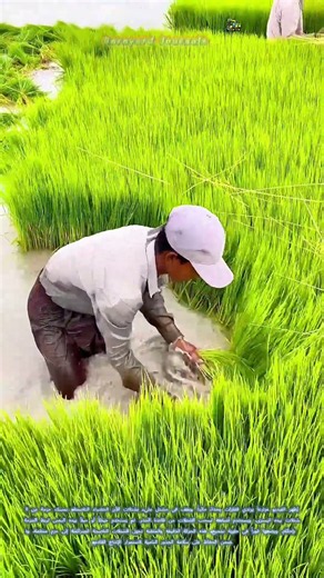 🌾 سحب شتلات الأرز من المشتل وربطها في حزم: كيف تجهز المحصول الطازج للتسويق
