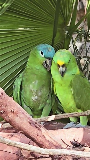 Blue headed Amazon parrot pair Xcaret Playa del Carmen Mexico tropical Caribbean jungle park birds