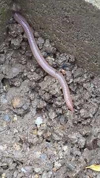 Solucan. Regenwurm. Earthworm. Lombriz. دودة الأرض.