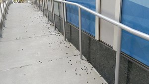 Spotted Lantern Fly Killing Fields in downtown Allentown. This is insane. This isn't event a little bit of it, either. #spottedlanternfly #allentown #igallentown #lehighvalley | Lehigh Valley with Love