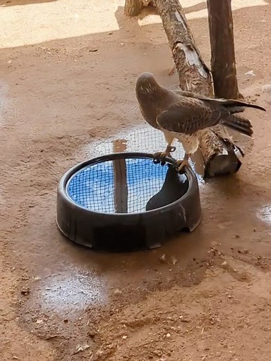 23 reactions | New Mexico Wildlife Center on Reels | Facebook