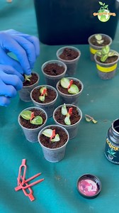 Let’s Propagate Hoya (Hoya Mathilde Variegated) #hoya #hoyacollection #hoyas #propagation #plants #houseplant #indoorplants #gardening #thegreenearth | The Green Earth