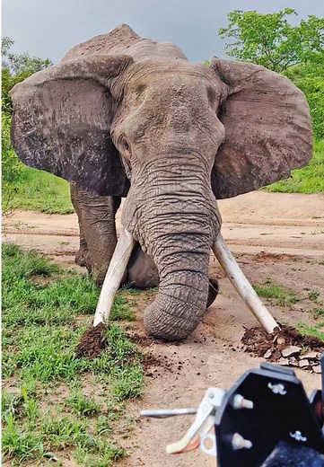 African Elephant Tantrum: Ground Mashing Behavior