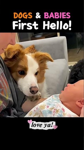DOGS SEEING BABIES FOR THE FIRST TIME! Brand New Sibling! #dogs #newbaby #dogsandbabies