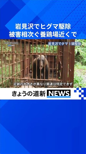 【動画あり】うなるヒグマ、箱わなに激しく衝突 岩見沢で1頭駆除 #岩見沢 #毛陽町 #ヒグマ #クマ出没 #箱わな #北海道新聞 #shorts