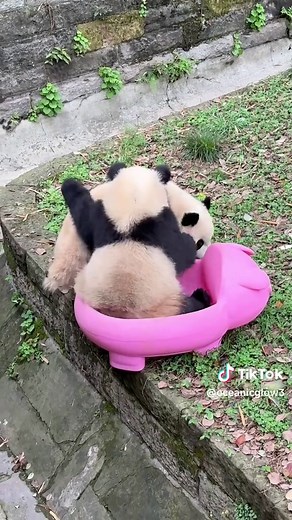 Pandas Fall Down, Stand Up, and Walk Away — Cute Panda Moments