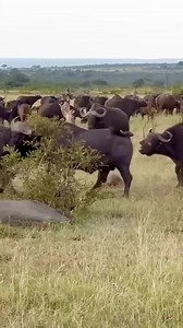 9.6M views · 31K reactions |  #SerengetiTour – 7-Day Safari...