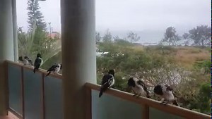 129K views · 4.3K reactions | A Pied Butcherbird choir to sing in the weekend! Found across most of mainland Australia, Pied Butcherbirds are best known for their beautiful flute-like song – among the most musical of the songbirds.  Sari Beasley | BirdLife Australia | Facebook