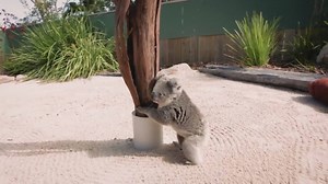 215K views · 1.9K shares | Baby koala climbs up and cuddles the cameraman | indy100.com | Facebook