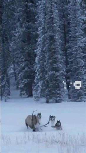 "Wolves vs Elk — The Moment the Forest Erupted"