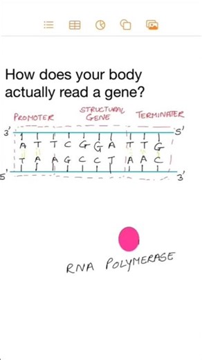 RNA Polymerase in Transcription!!🧬💪 #Transcription #Biology