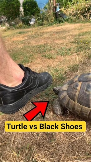Why Tortoises HATE Black Shoes 🐢💢#animalfacts #turtle #shorts