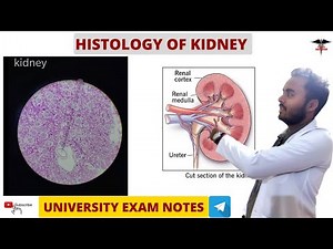 Histology Of Kidney || Histology || Chill Medicos