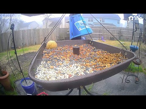 William's Bird Channel ￼Live Stream bird feeder ￼￼￼cam! ￼