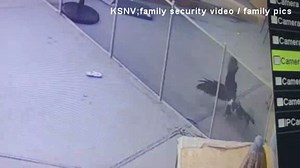 VIDEO: Family warning others to watch out for pets after small dog was snatched by large bird