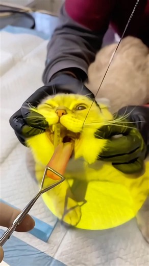 Why Cats Should NOT Eat String #goodtoknow #vet #medicine #funfacts #lifehacks #educational #learn