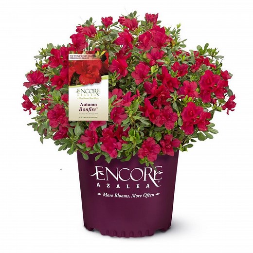 Autumn Bonfire Encore Azalea | Shop Online
