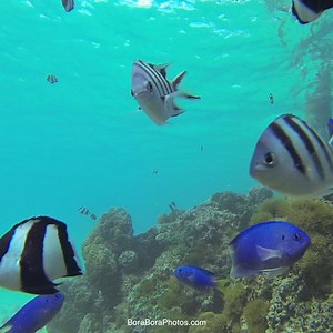 38K views · 3.9K reactions | Dreaming of Bora Bora... Who would you...