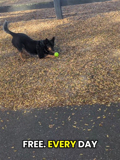 Don't Miss This Amazing Blind Blue Heeler Story!