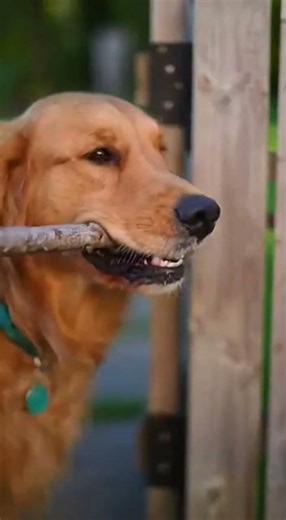 Dog Solves Impossible Problem in Seconds 🧠😂 #funnydog #smartdog #animals