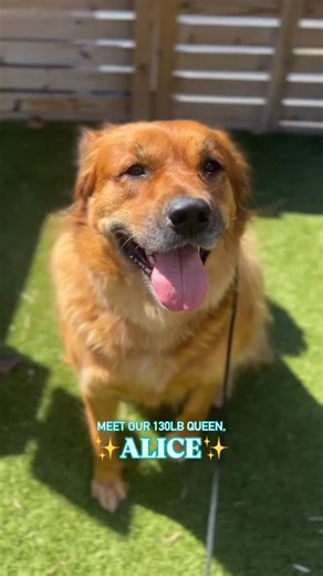Wags & Walks Rescue Nashville on Instagram: "If you prefer your dogs come in the form of a 130lb teddy bear, our girl Alice may be the one for you ✨ This 2-year-old mixed-breed beauty is a giant snugglebug with a heart full of love. Social, gentle, and endlessly friendly, Alice is the kind of dog who makes friends everywhere she goes, whether with people, kids, other dogs, or even cats! She’s a true social butterfly who loves attention and will happily soak up all the pets, belly rubs, and ear s